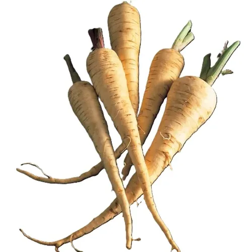 שורש פטרוזילה