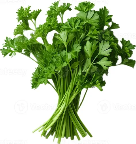 פטרוזילה בשקית